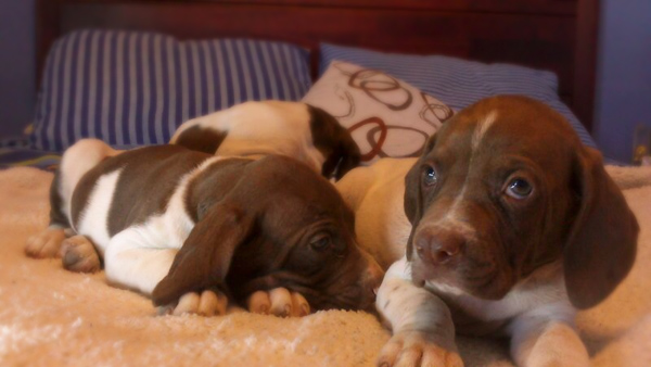 cachorros