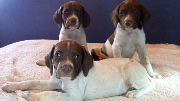 cachorros