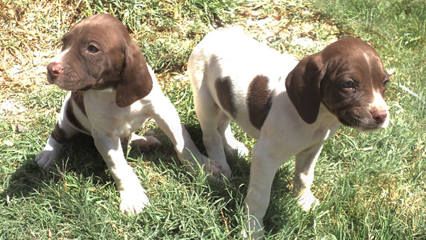 cachorros